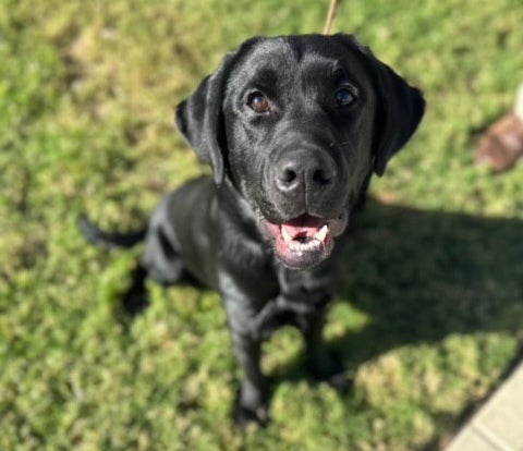 Finn is a service dog provided to wounded veterans through the K9s for Warriors program